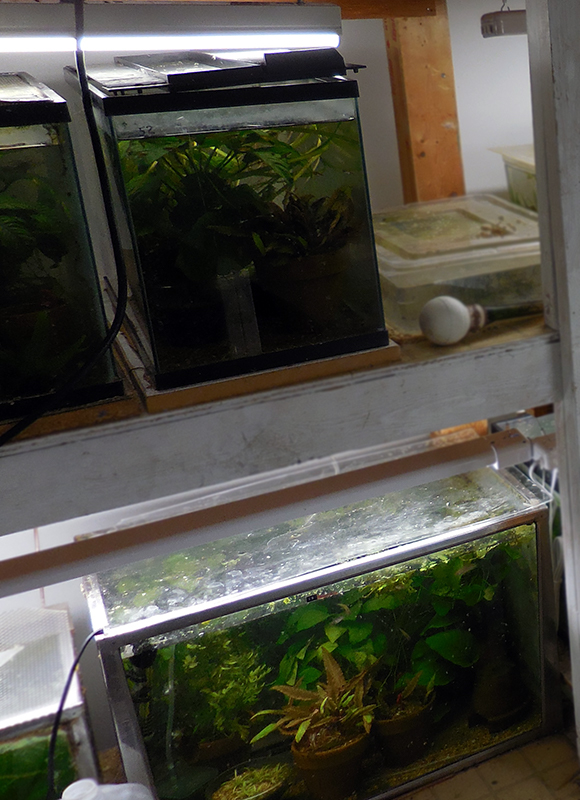 Fish Tanks In the Fish Room